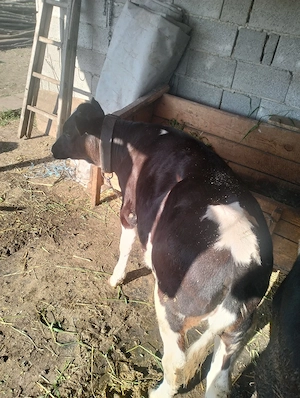 vand vitica holstein de 3 luni - imagine 3