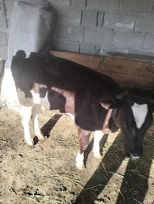 vand vitica holstein de 3 luni - imagine 2