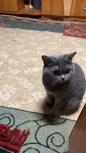 Vand british shorthair