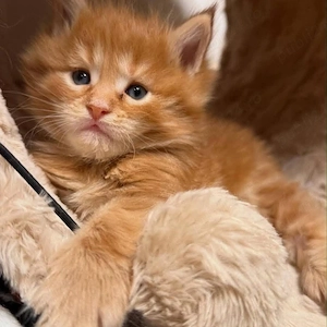 puiuti maine coon 