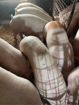 Porci rasa de carne - imagine 3