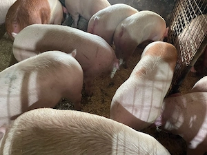 Porci rasa de carne