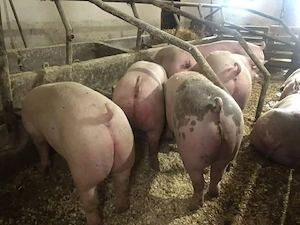 Porci de rasa 100-150kg! - imagine 2