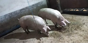 Porci de rasa 100-150kg!