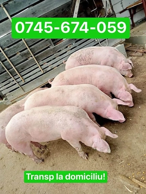 Porci de rasa 100-150kg! - imagine 3