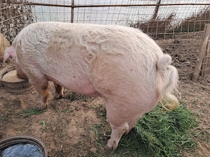porc 300 kg. - imagine 3