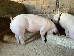 Porci de carne !