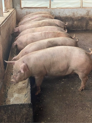 Porci de carne ! - imagine 3