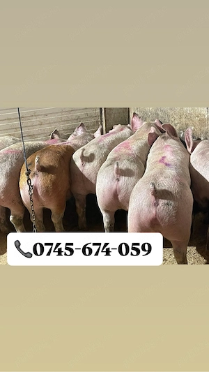 Porci rasa de carne! - imagine 2