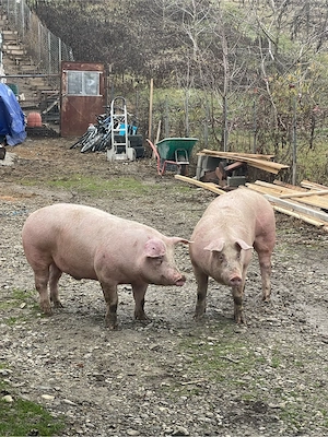 Porci rasa de carne! - imagine 3