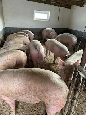 Porci de vanzare