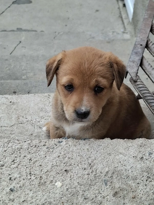 Donez catelusi, talie medie, Metis. Pui de caine spre adoptie. - imagine 2