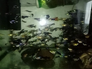 Pesti acvariu guppy - imagine 3