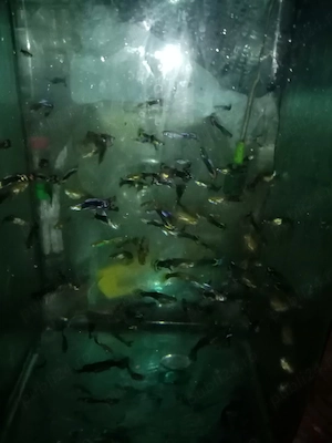 Pesti acvariu guppy - imagine 5