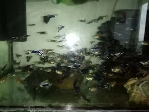 Pesti acvariu guppy - imagine 4