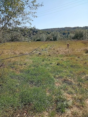 Vând casa + teren 5500mp Cacica, Jud. Suceava - imagine 5