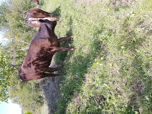 Carne de vițel 