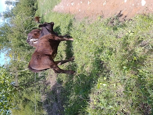 Carne de pui 