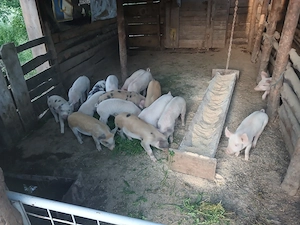 Purcei jupani 350 buc