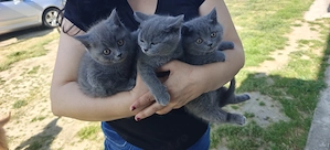 Pui British Shorthair 