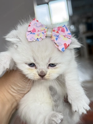 Pisicuțe British shorthair color point straight și fold