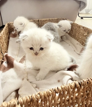 Pisicuțe British shorthair color point straight și fold - imagine 3