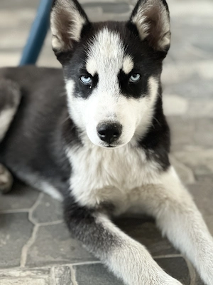 Pentru adopție 