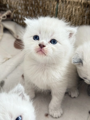 Pisicuțe British shorthair color point straight și fold - imagine 5