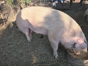 porc 300 kg. - imagine 2