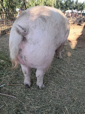 porc 300 kg.