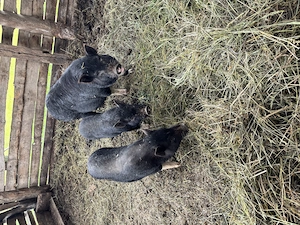 Porci vietnamezi 