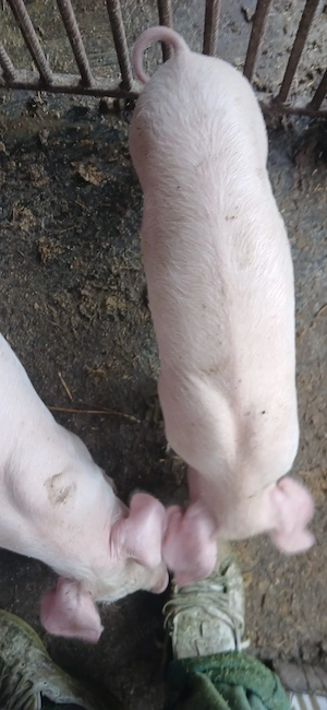 vand purcei landrace cu marele alb