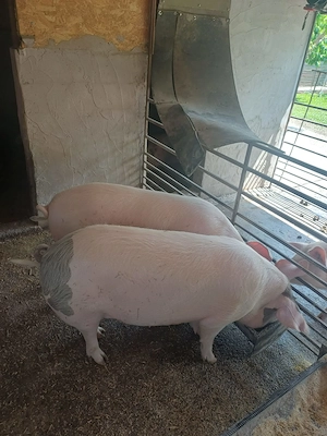 Porci crescut natural