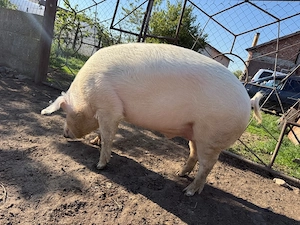 porc marele alb