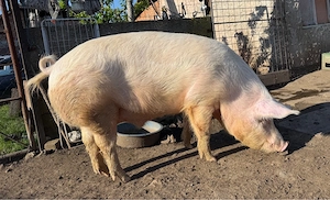 porc marele alb - imagine 3