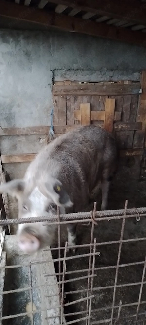 Scroafă  rasă de carne, 300-350 kg, fătată  de 3 ori