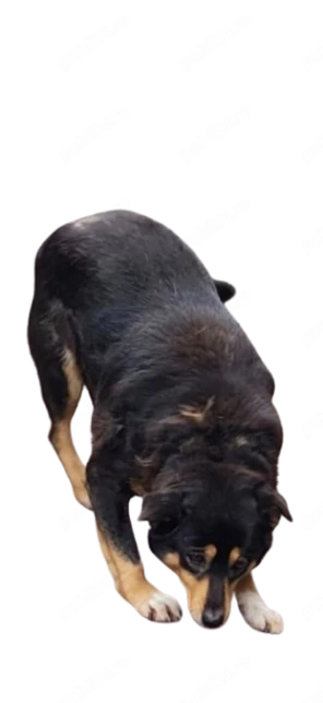 Adoptă pe Bella - 4 ani, iubitoare și jucăușă!