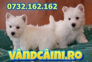 HRANA+LIVRARE la Bucuresti- Westie de Vanzare cu Factura,Garantie,Microcip,Vaccin