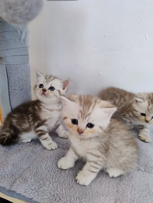 British shorthair  - imagine 4