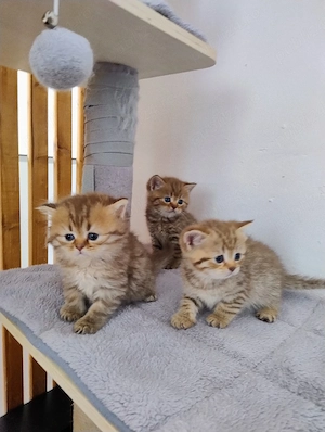 British shorthair  - imagine 2