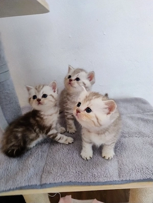 British shorthair 