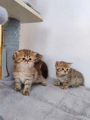 British shorthair  - imagine 3