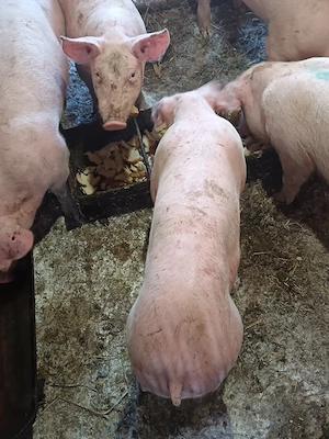 Grasuni castrați pt rotisor sau crescut la 40-46kg, asigur transport  - imagine 5