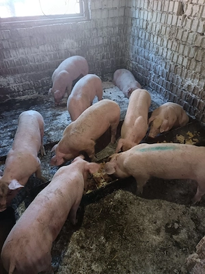Grasuni castrați pt rotisor sau crescut la 40-46kg, asigur transport  - imagine 4