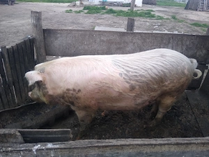 Când porc marele alb 23 de milioane usor negociabil