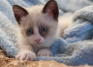 Ragdoll puiuți 