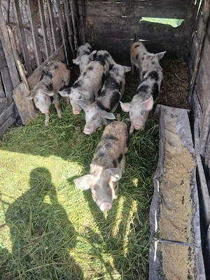 de vânzare 8 bucăți 40 55 kg unul aproximativ  - imagine 2