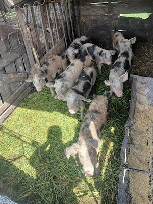 de vânzare 8 bucăți 40 55 kg unul aproximativ  - imagine 4