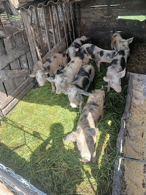 de vânzare 8 bucăți 40 55 kg unul aproximativ  - imagine 5