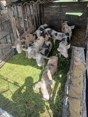 de vânzare 8 bucăți 40 55 kg unul aproximativ  - imagine 3